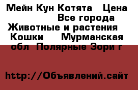 Мейн Кун Котята › Цена ­ 15 000 - Все города Животные и растения » Кошки   . Мурманская обл.,Полярные Зори г.